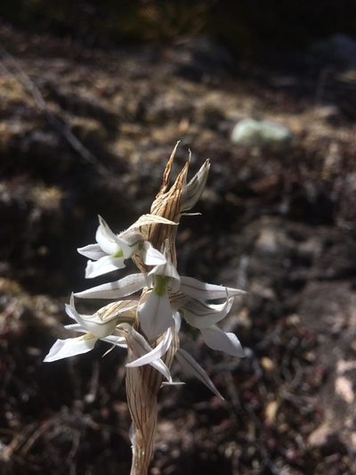 Deiregyne tenorioi, photographed by Carlos Martorell