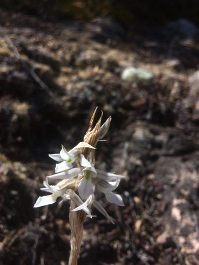 Deiregyne tenorioi, photographed by Carlos Martorell
