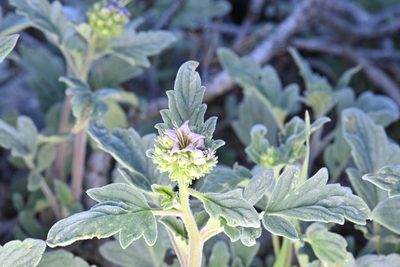 Phacelia hydrophylloides, photographed by Alan Rockefeller