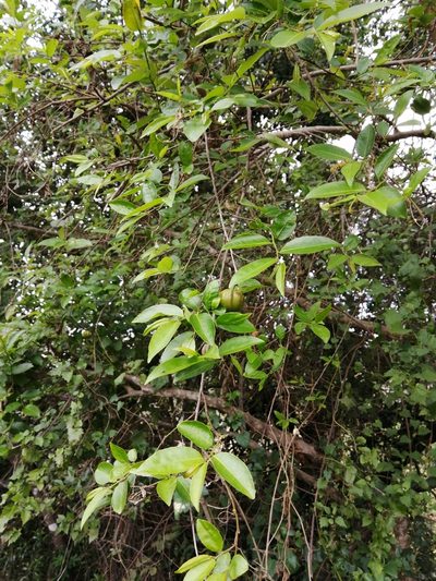Sclerocroton integerrimus, photographed by Mmatjie Mashao