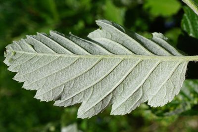 Hedlundia austriaca, photographed by Patrick Hacker