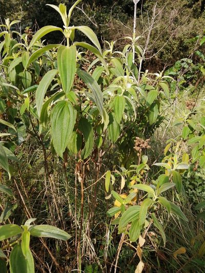 Rosettea princeps, photographed by Mmatjie Mashao