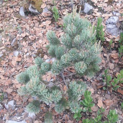 Pinus culminicola, photographed by José Gerardo Velasco