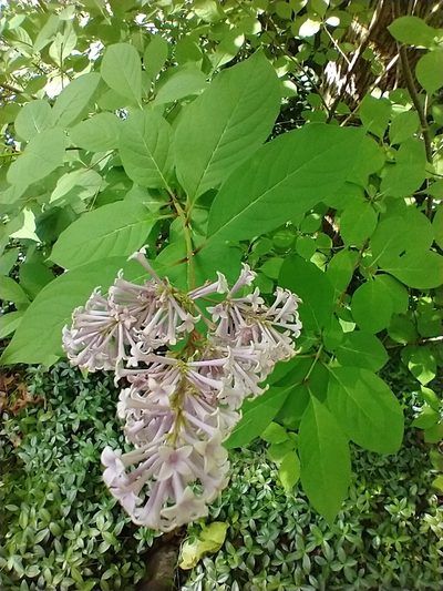 Syringa josikaea, photographed by Tom Norton