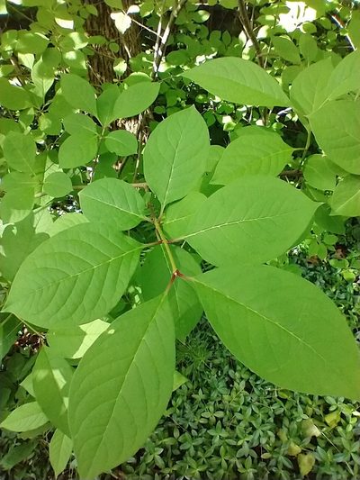 Syringa josikaea, photographed by Tom Norton