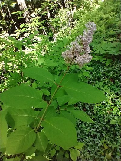 Syringa josikaea, photographed by Tom Norton