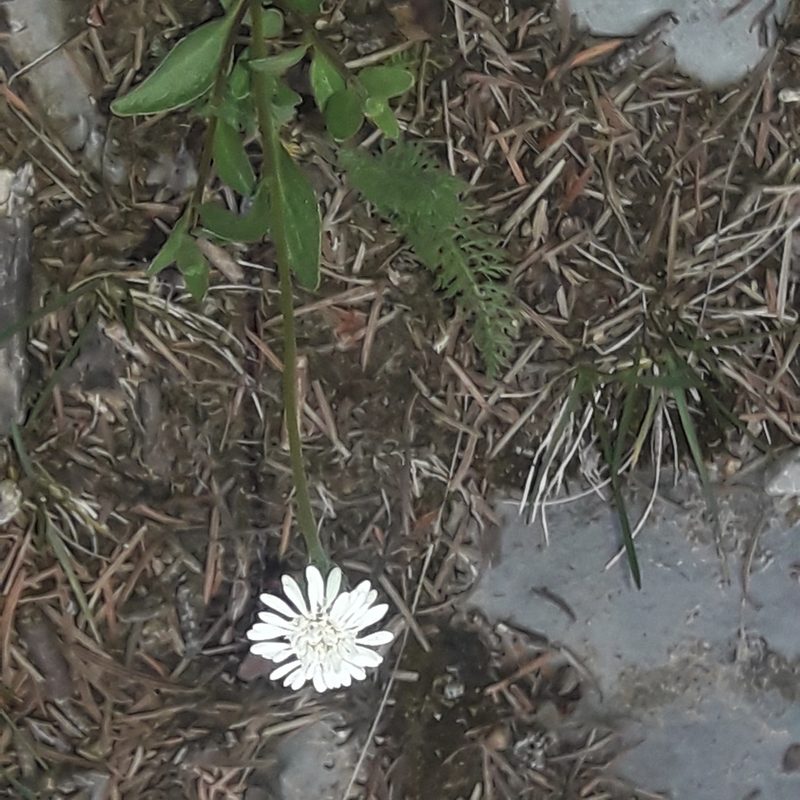 Phanerostylis hintoniorum, photographed by José Gerardo Velasco