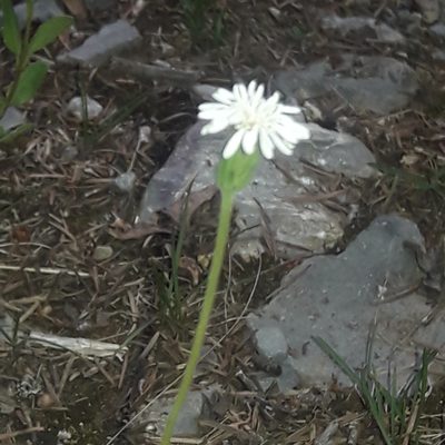 Phanerostylis hintoniorum, photographed by José Gerardo Velasco