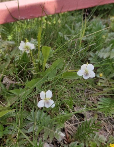 Viola patrinii, photographed by Юлия