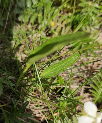 Viola patrinii, photographed by Юлия