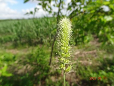 Setaria verticillata, photographed by 祐