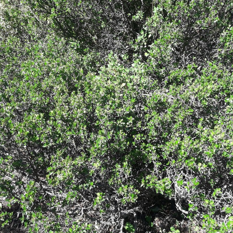 Ceanothus buxifolius, photographed by José Gerardo Velasco