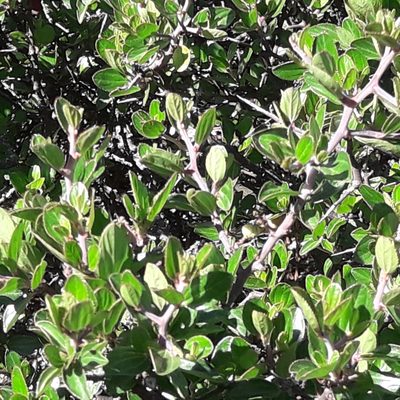 Ceanothus buxifolius, photographed by José Gerardo Velasco