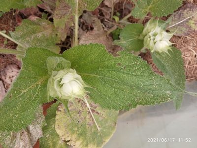 Salvia sclarea, photographed by zappapy