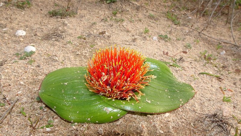 Daubenya zeyheri, photographed by Paul Emms