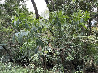 Clerodendrum cyrtophyllum, photographed by lansan