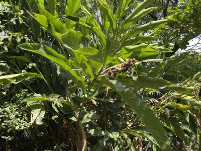 Alpinia uraiensis, photographed by lansan
