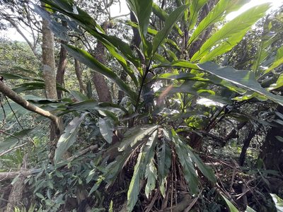 Alpinia uraiensis, photographed by lansan