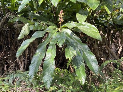 Alpinia uraiensis, photographed by lansan