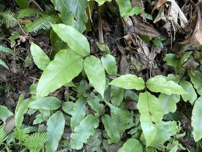 Diplazium lineolatum, photographed by lansan