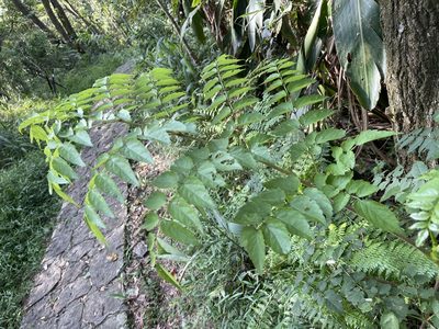 Aralia bipinnata, photographed by lansan