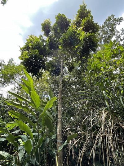 Canarium subulatum, photographed by lansan