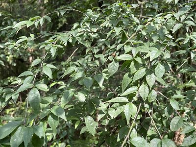 Ilex asprella, photographed by lansan