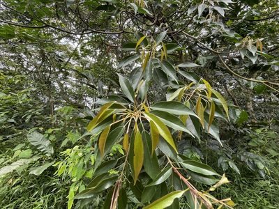 Elaeocarpus japonicus, photographed by lansan