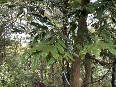 Diospyros eriantha, photographed by lansan