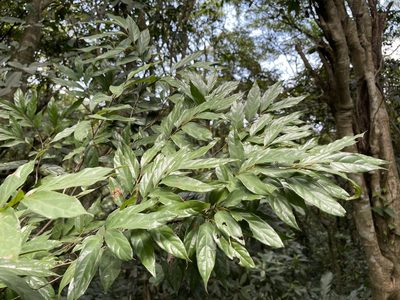Diospyros eriantha, photographed by lansan