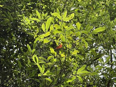 Litsea hypophaea, photographed by lansan