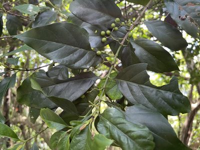 Aidia cochinchinensis, photographed by lansan