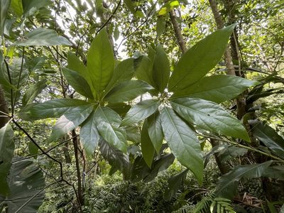 Lindera megaphylla, photographed by lansan