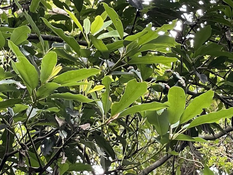 Daphniphyllum pentandrum, photographed by lansan