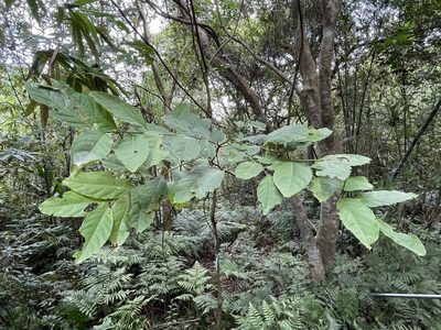 Glochidion zeylanicum, photographed by lansan