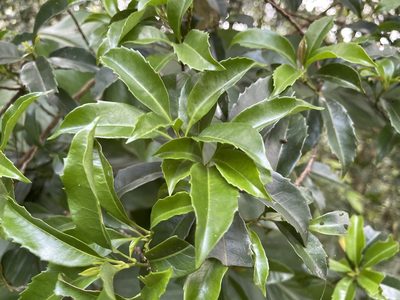 Helicia cochinchinensis, photographed by lansan