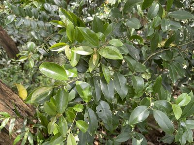 Ilex rotunda, photographed by lansan
