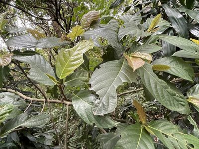 Ficus fistulosa, photographed by lansan