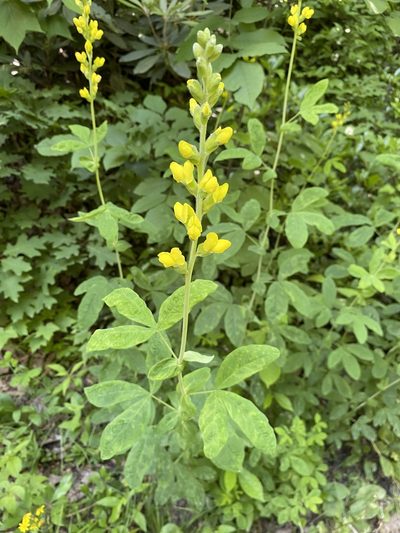 Thermopsis villosa, photographed by Matt Berger