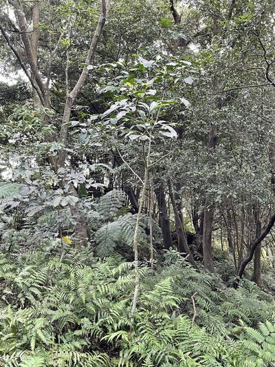 Melicope semecarpifolia, photographed by lansan