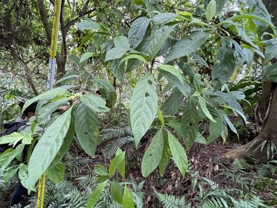 Wendlandia formosana, photographed by lansan