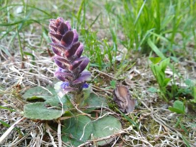 Ajuga pyramidalis, photographed by Niko Ioannidis
