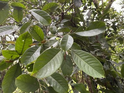 Staphylea formosana, photographed by lansan