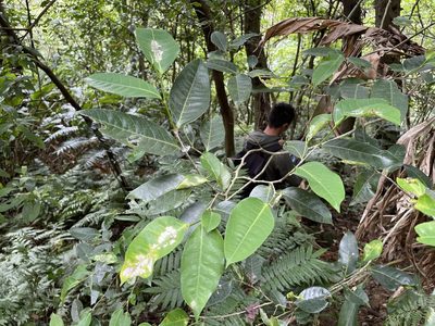 Ficus virgata, photographed by lansan