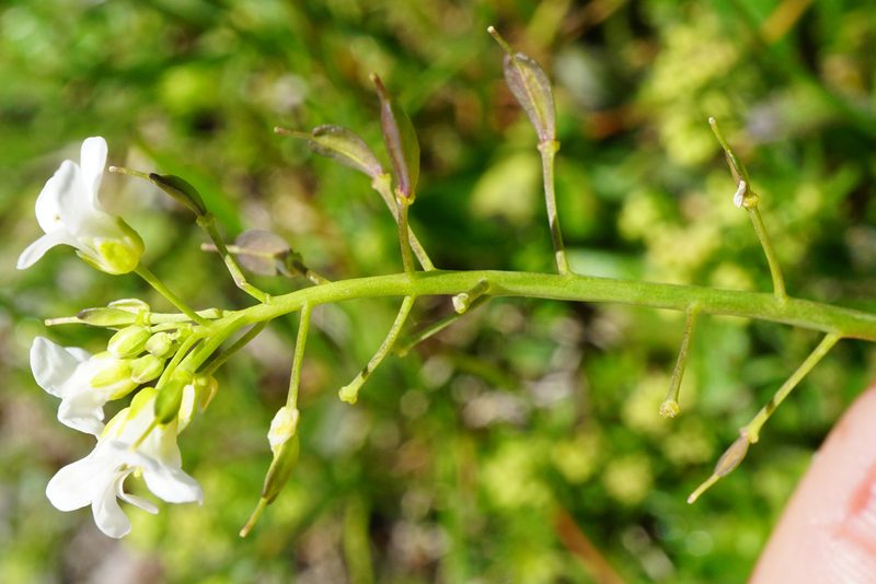 Noccaea alpestris, photographed by Patrick Hacker