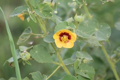 Abutilon hirtum, photographed by Haneesh K M
