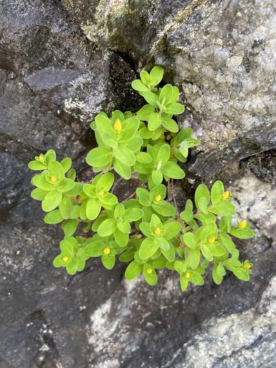 Hypericum buckleyi, photographed by Matt Berger