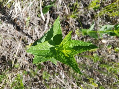 Agastache foeniculum, photographed by Shaan Aroeste