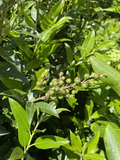 Pieris floribunda, photographed by Matt Berger