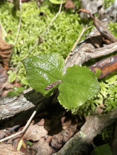 Neottia smallii, photographed by Matt Berger